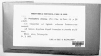 Peniophora cinerea image